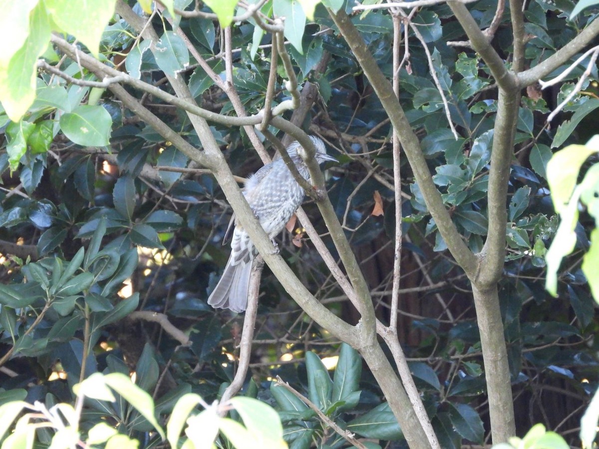 棕耳鵯 - ML644584642