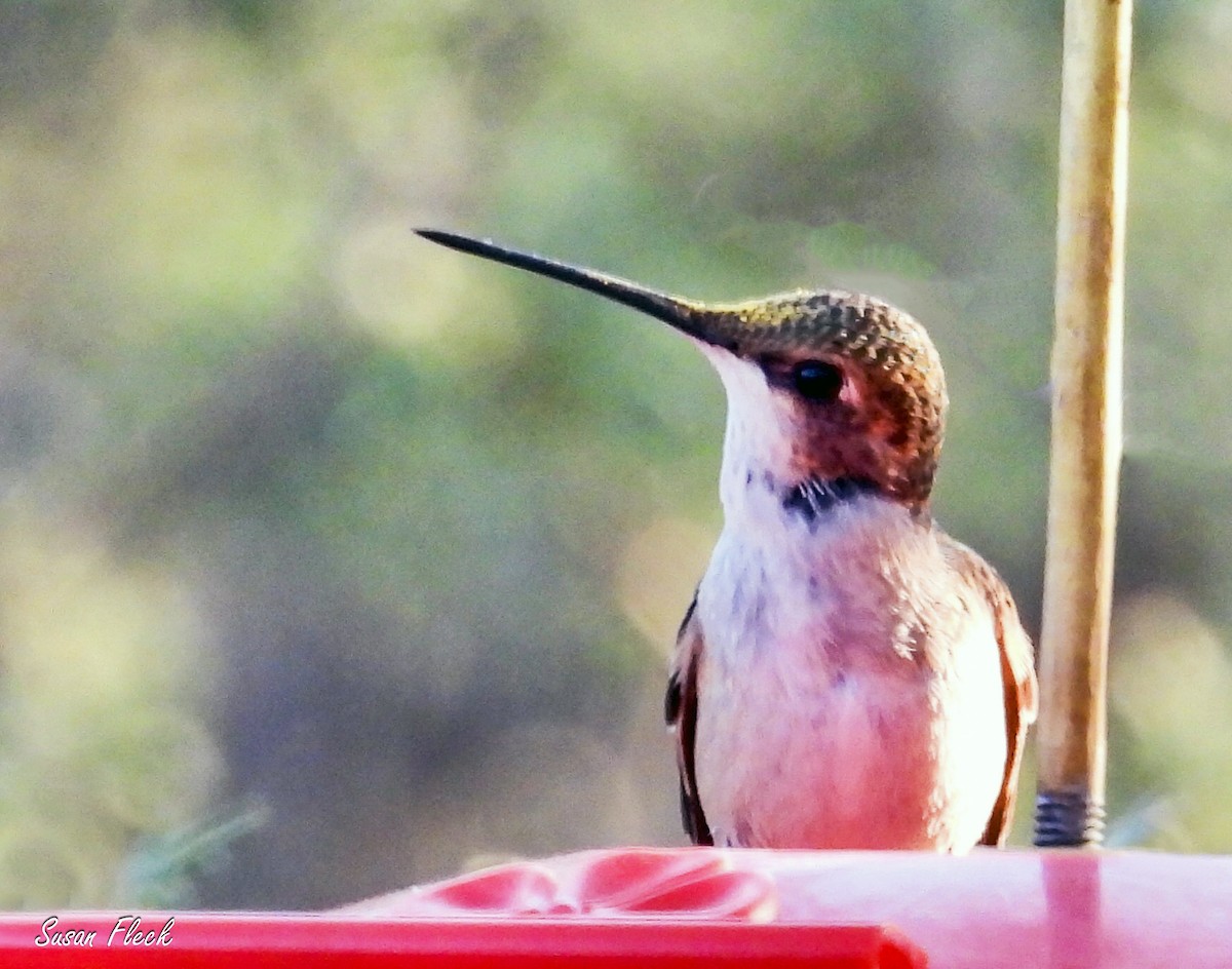 ノドグロハチドリ - ML644584643