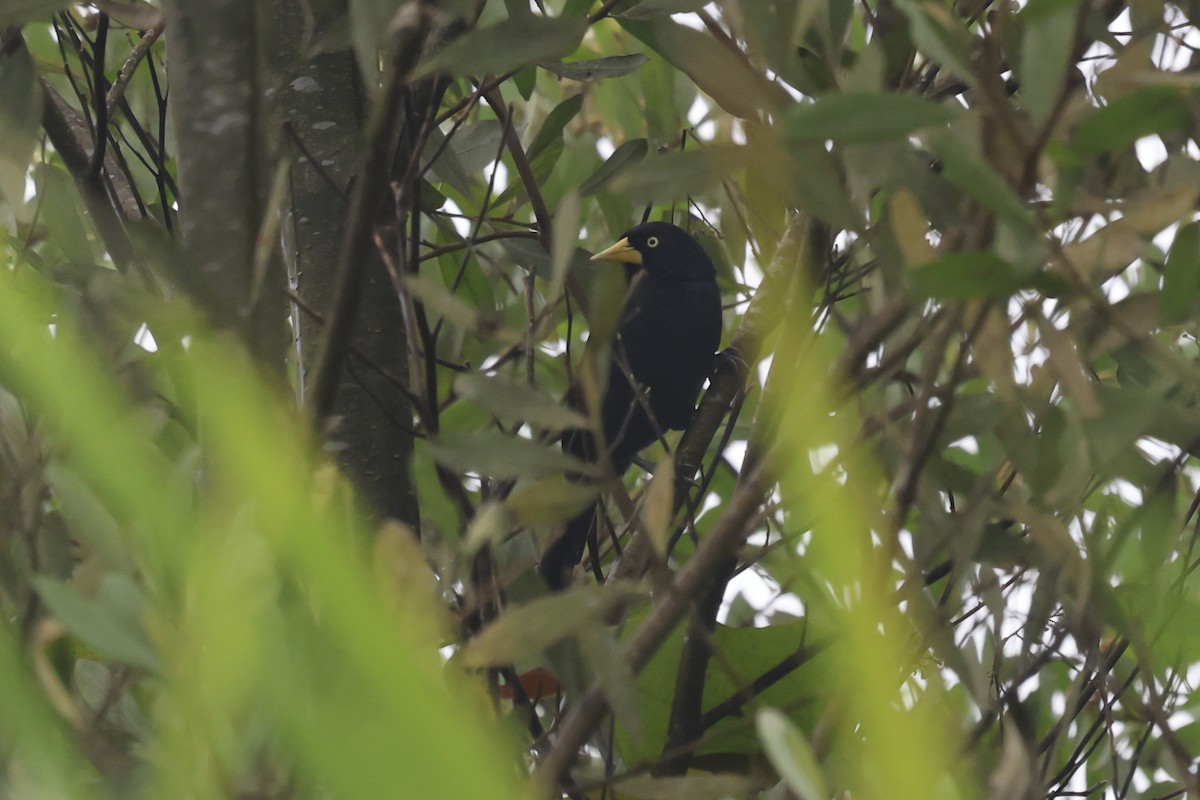 Gelbschnabelkassike - ML644584645