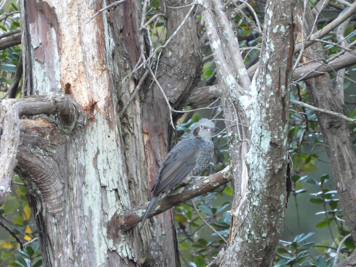 棕耳鵯 - ML644584646