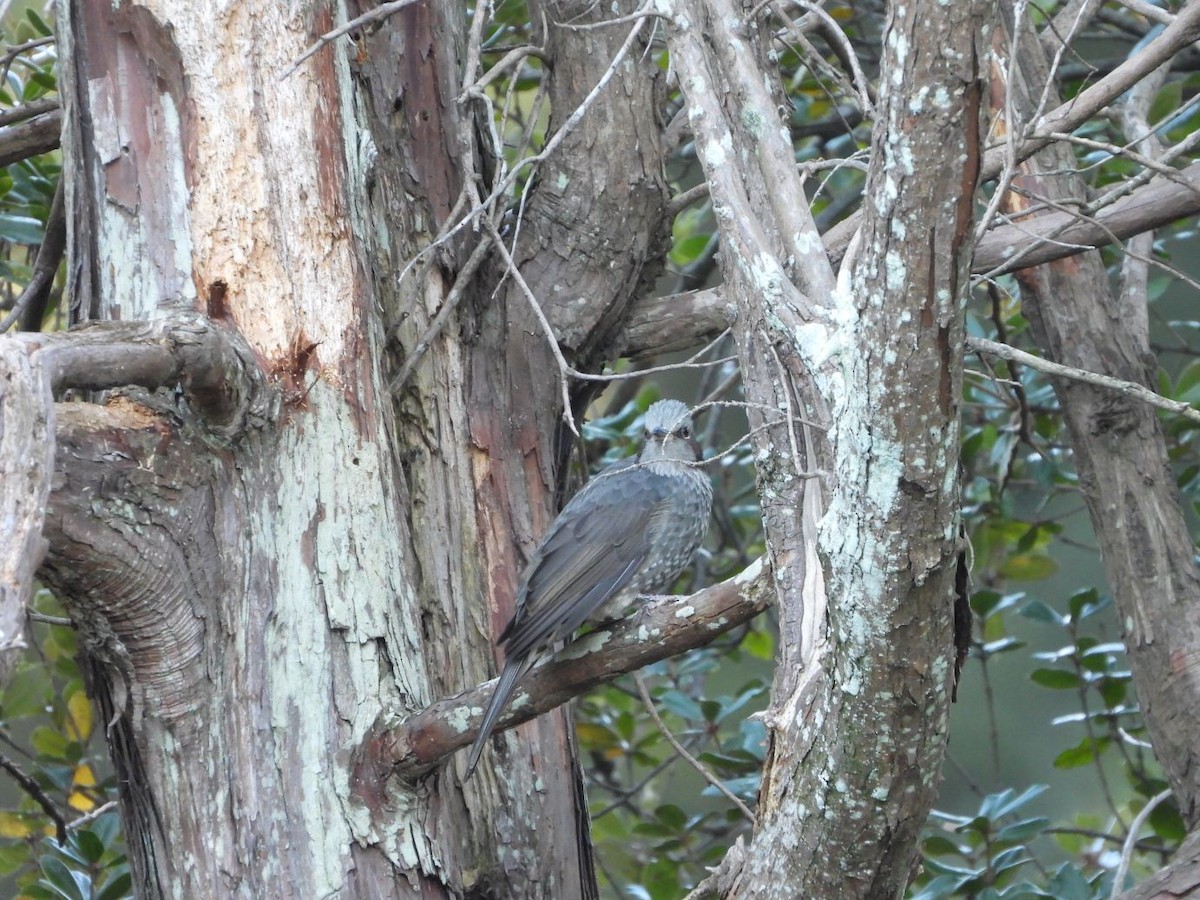 棕耳鵯 - ML644584647