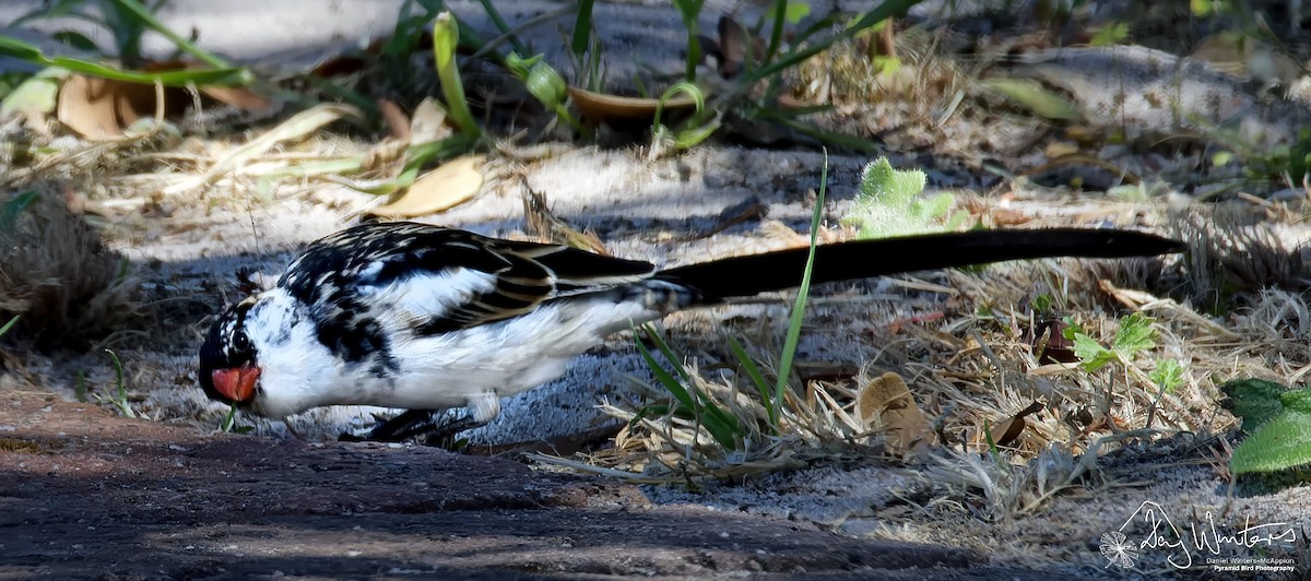 Pin-tailed Whydah - ML644584653