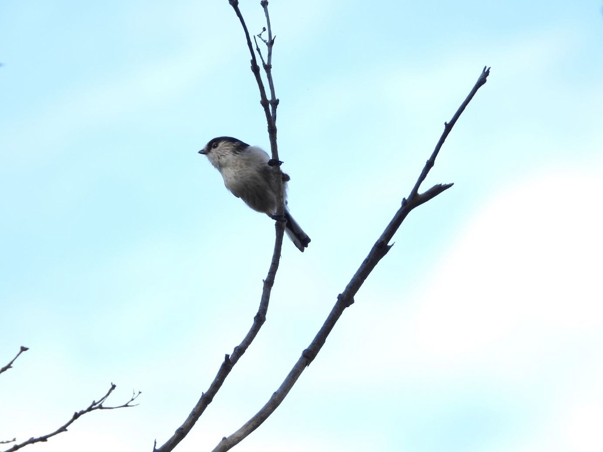Long-tailed Tit - ML644584654