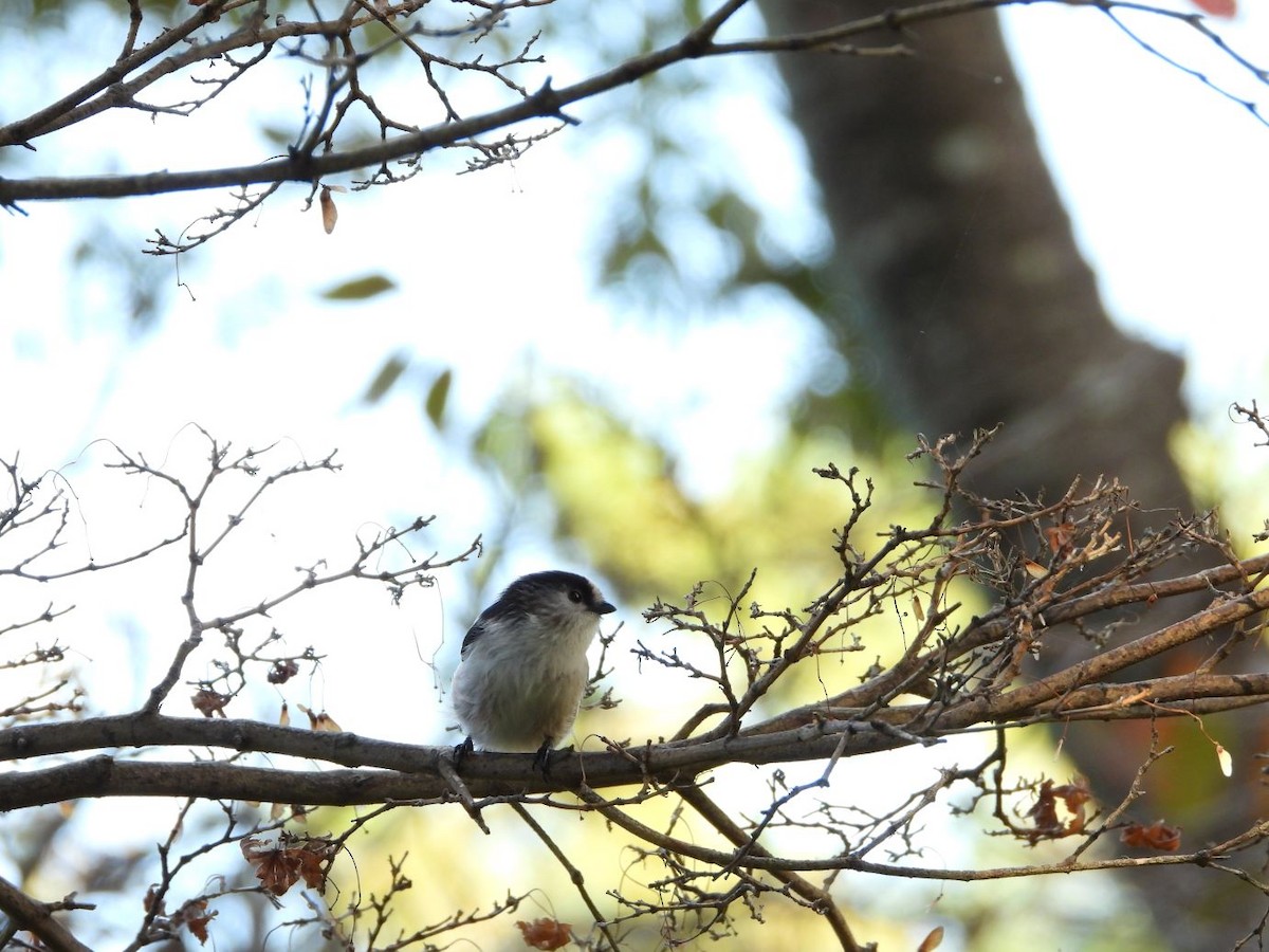 Long-tailed Tit - ML644584665