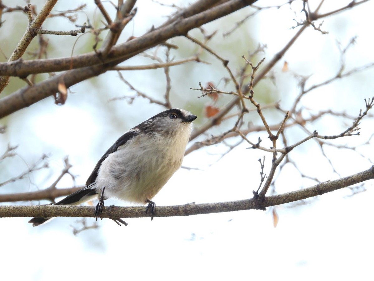Long-tailed Tit - ML644584668