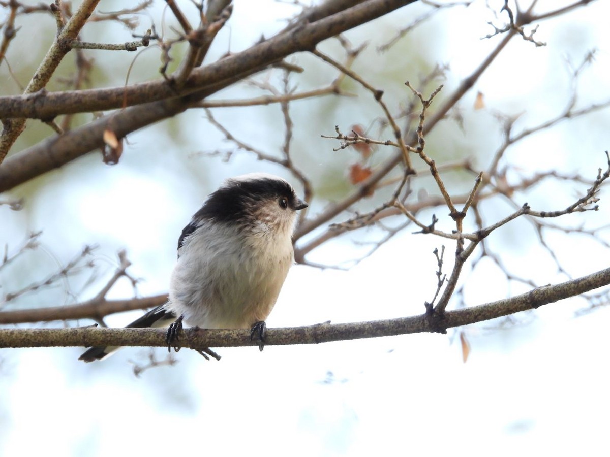 Long-tailed Tit - ML644584669