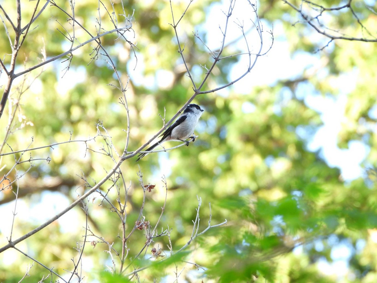 Long-tailed Tit - ML644584671