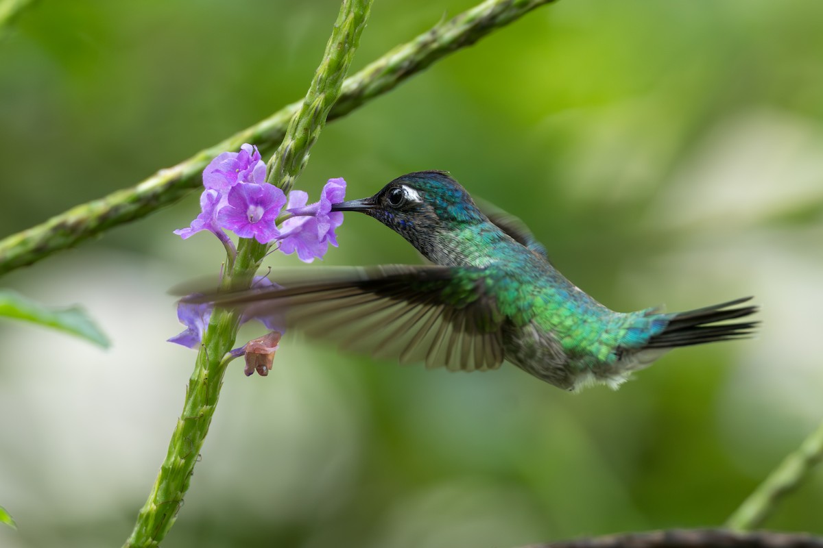 fioletthodekolibri - ML644584672