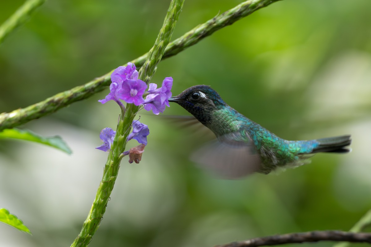 fioletthodekolibri - ML644584673