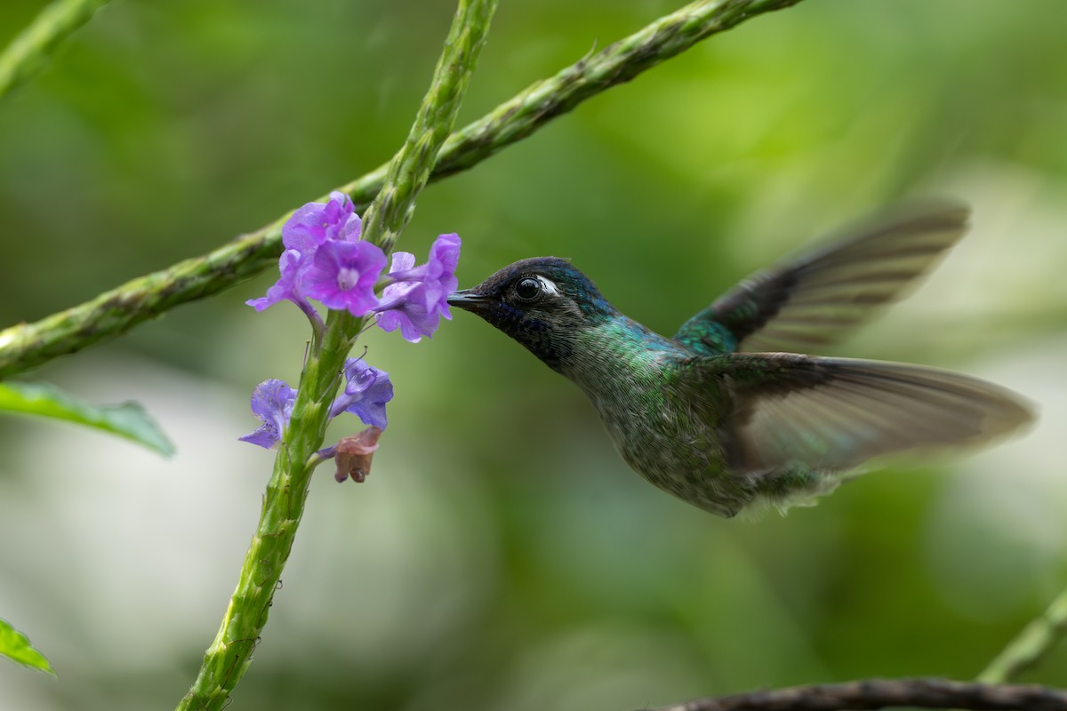 fioletthodekolibri - ML644584674