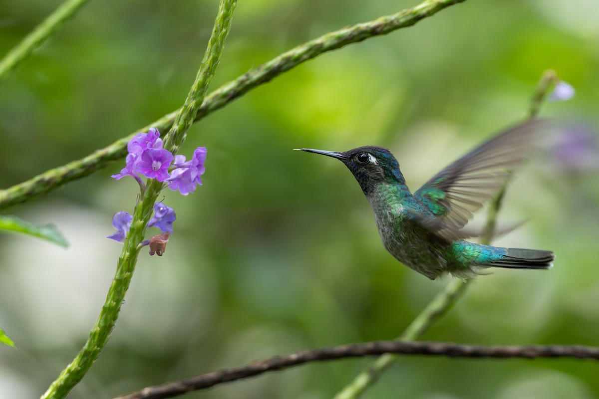 fioletthodekolibri - ML644584675