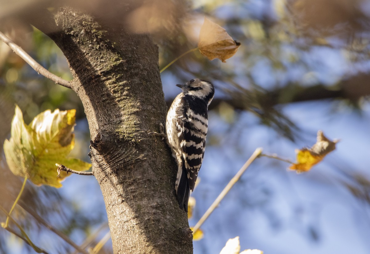 strakapoud malý - ML644584677