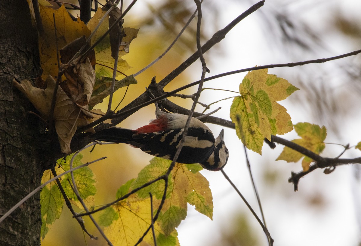 strakapoud velký - ML644584690