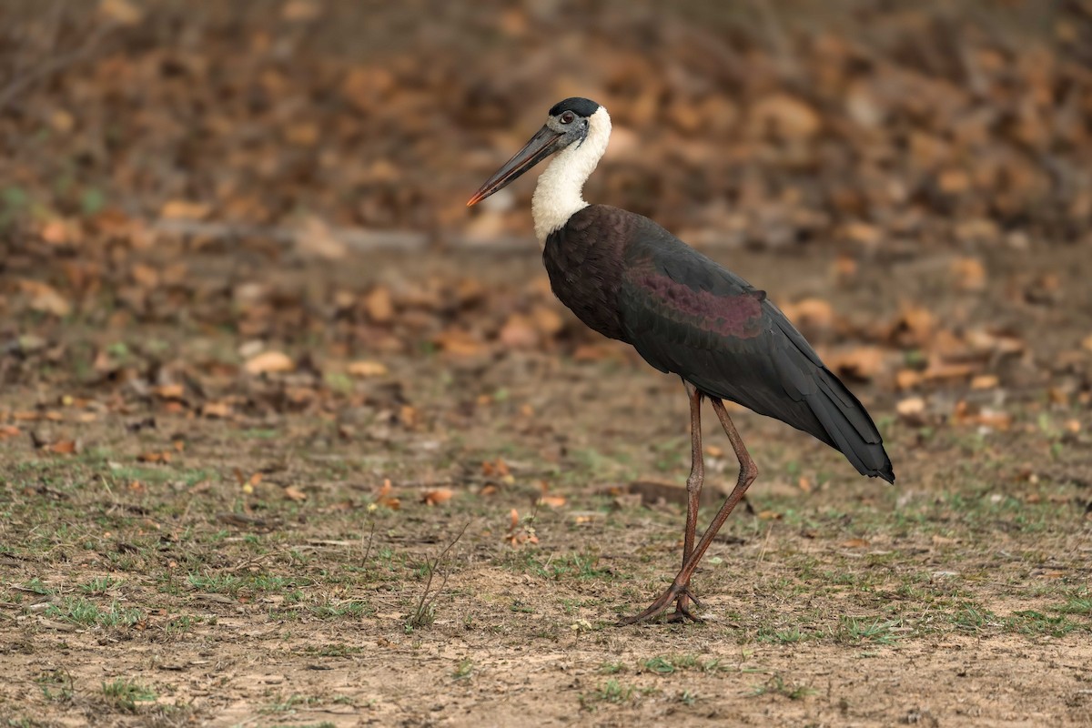 čáp bělokrký - ML644584696