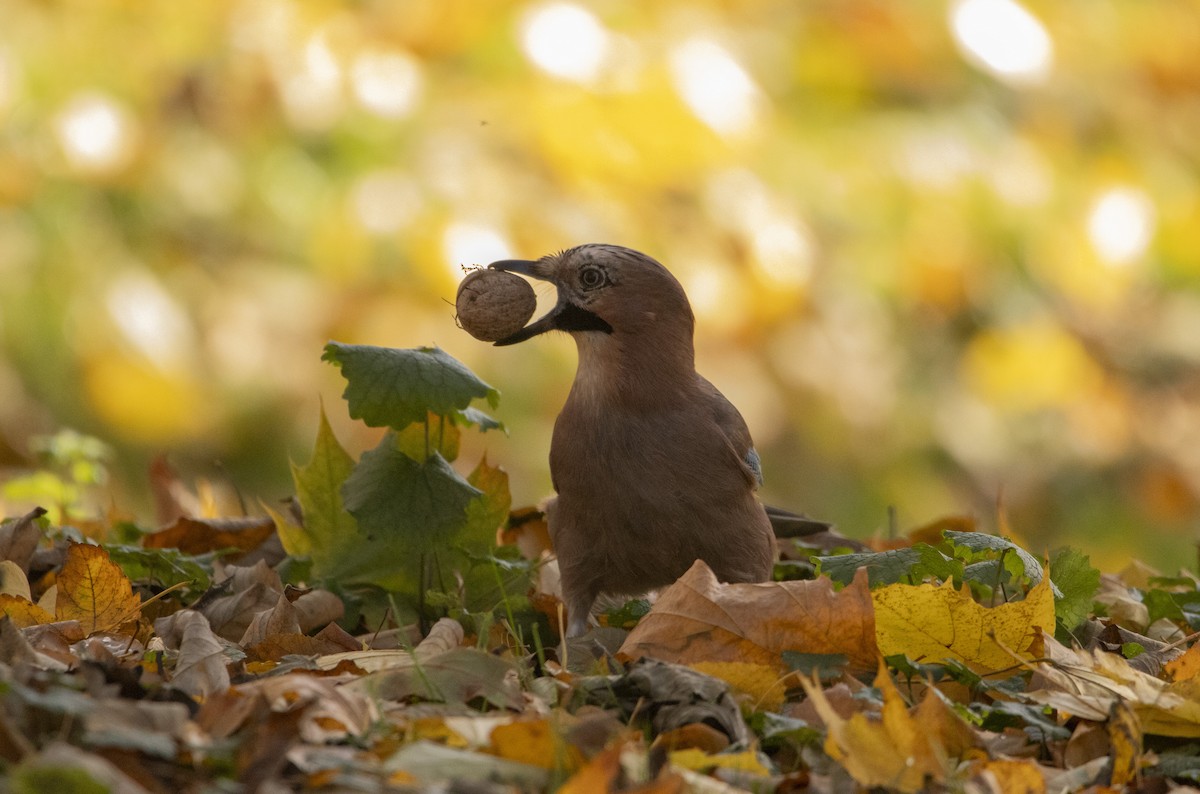 sojka obecná - ML644584699