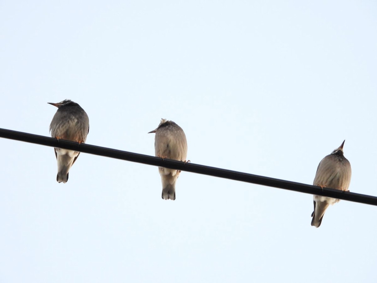 灰椋鳥 - ML644584700