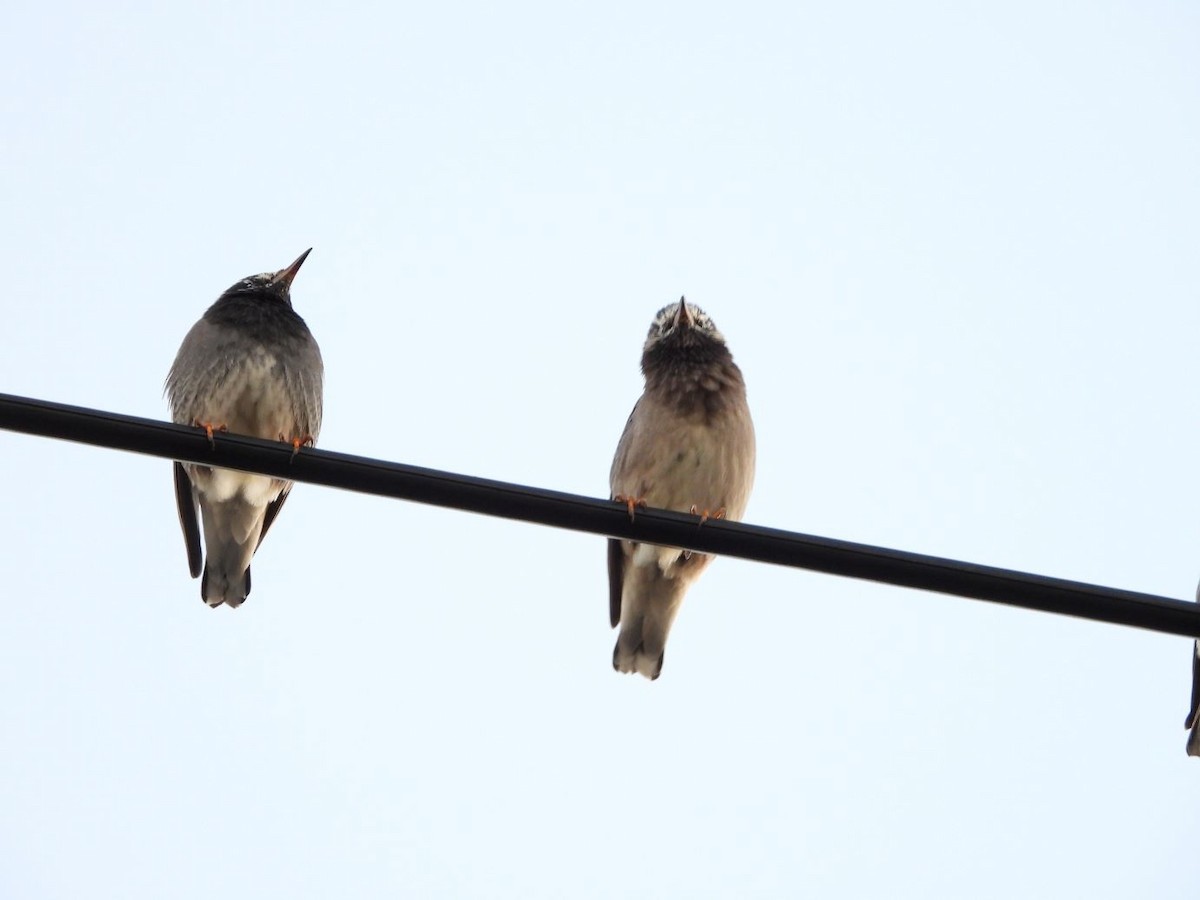 灰椋鳥 - ML644584701