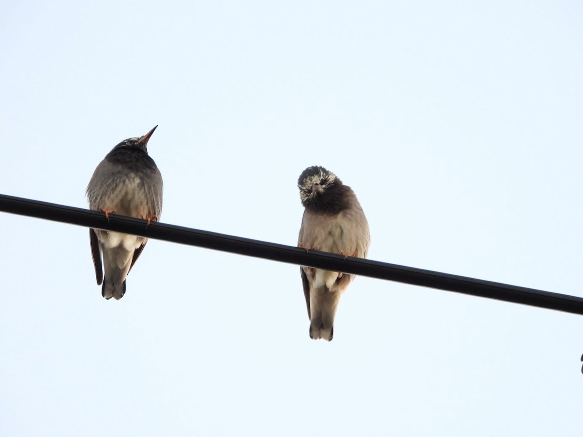 灰椋鳥 - ML644584702