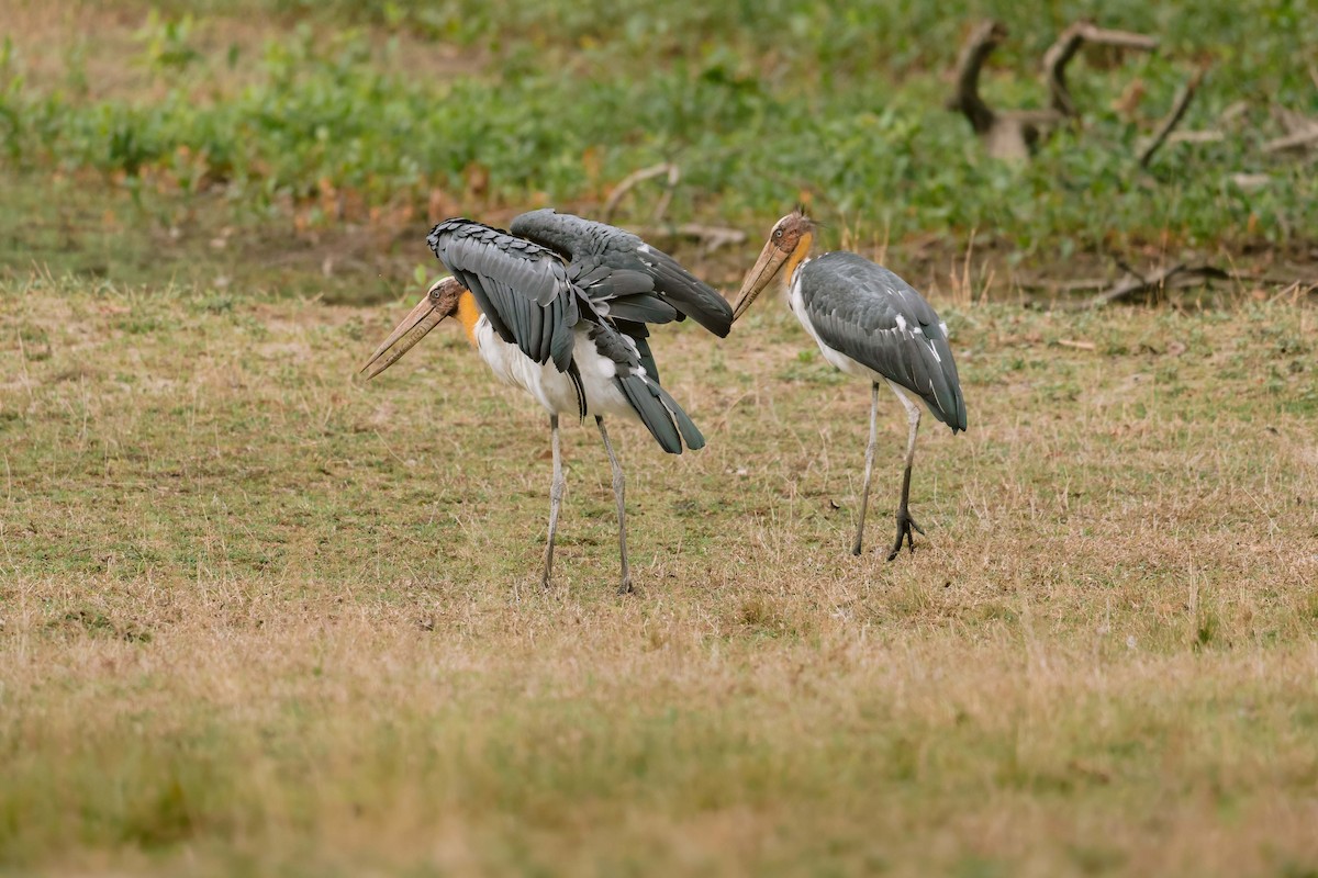 marabu malajský - ML644584703