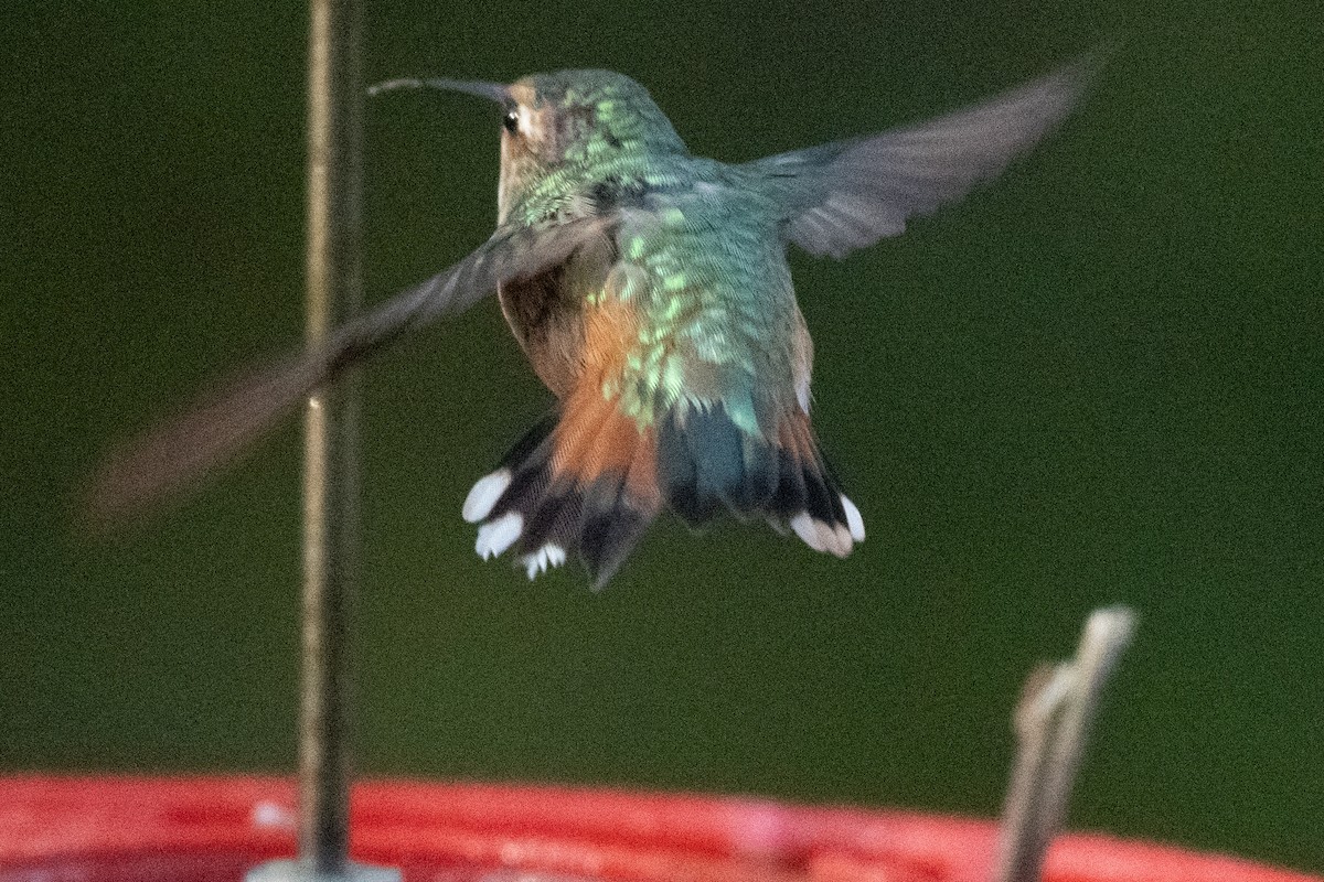 Kızıl Sırtlı Kolibri - ML644584705