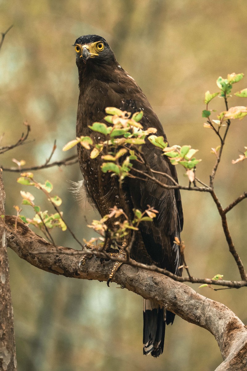 orlík chocholatý - ML644584715