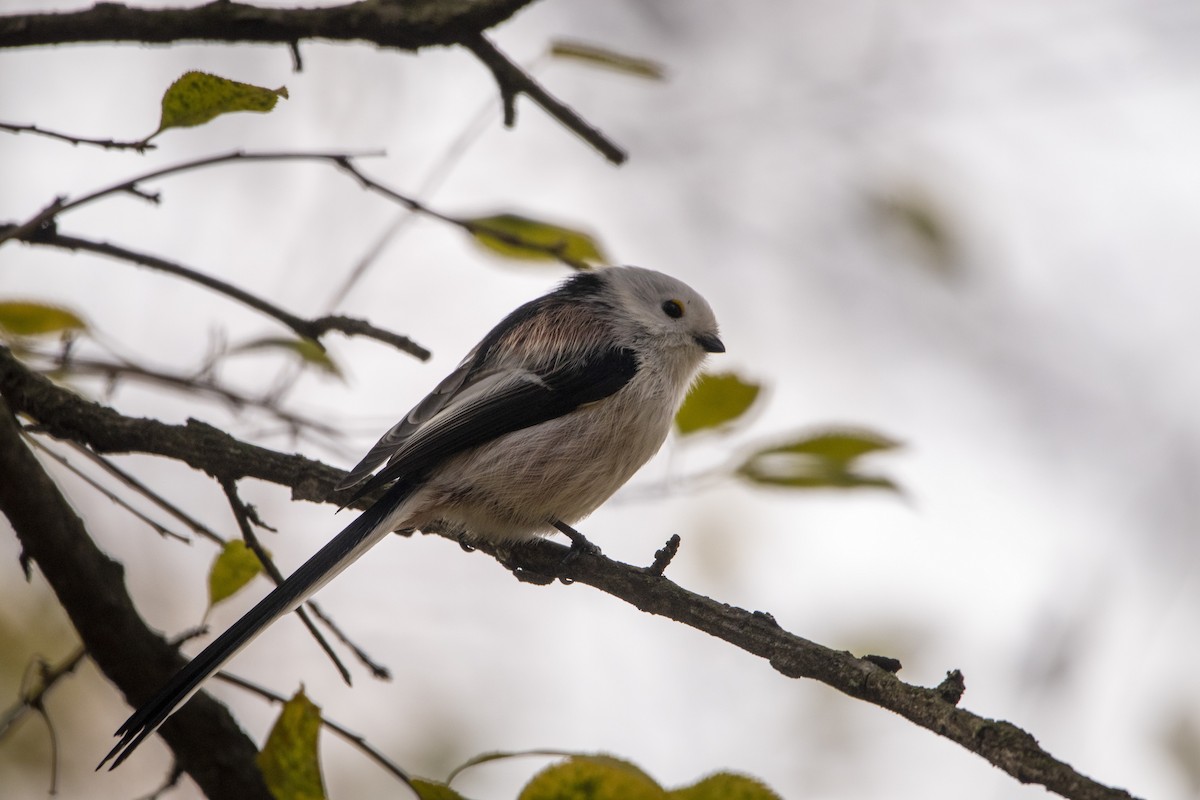 mlynařík dlouhoocasý - ML644584718