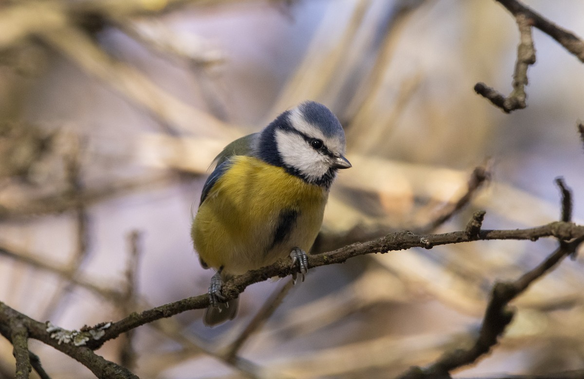 sýkora modřinka - ML644584723