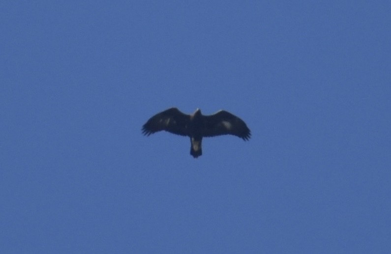 Цармын бүргэд - ML644584729