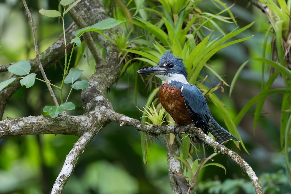 Ringed Kingfisher - ML644584736