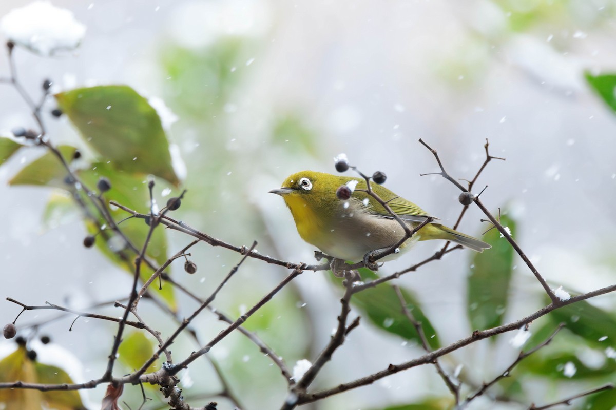 Anteojitos Japonés - ML644584743