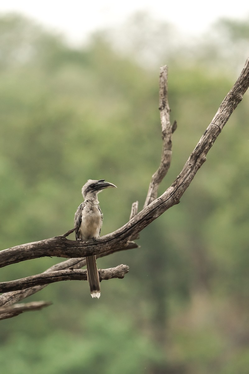 zoborožec klínoocasý - ML644584744