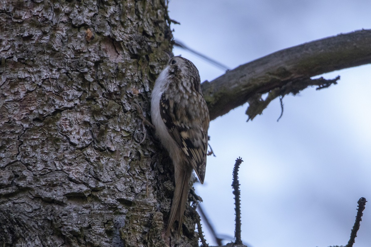 šoupálek dlouhoprstý - ML644584745