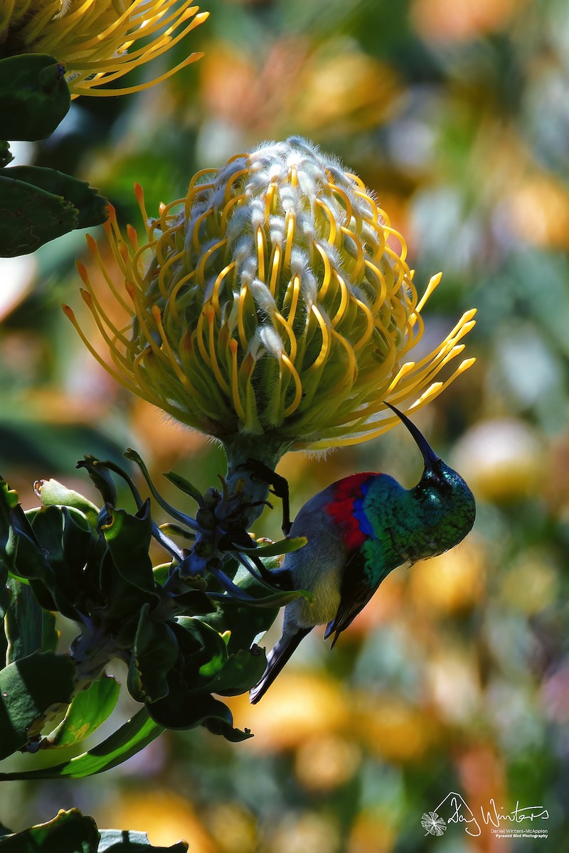 Southern Double-collared Sunbird - ML644584750