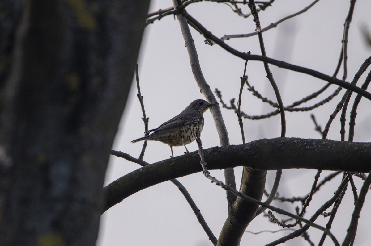 drozd brávník - ML644584753