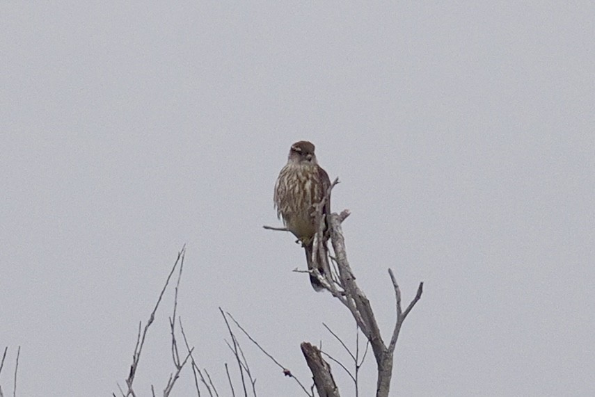 Smeriglio - ML644584754