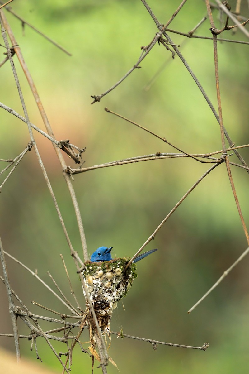 lejskovec azurový - ML644584755