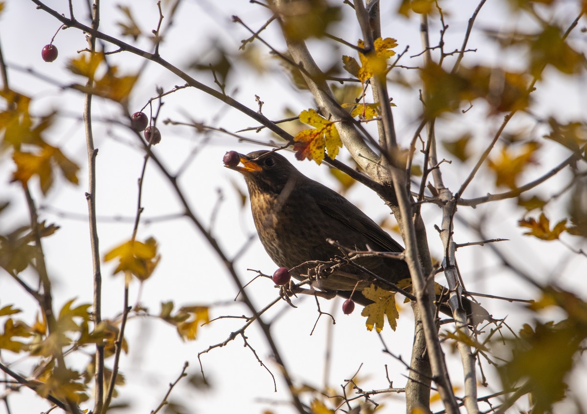 kos černý - ML644584757