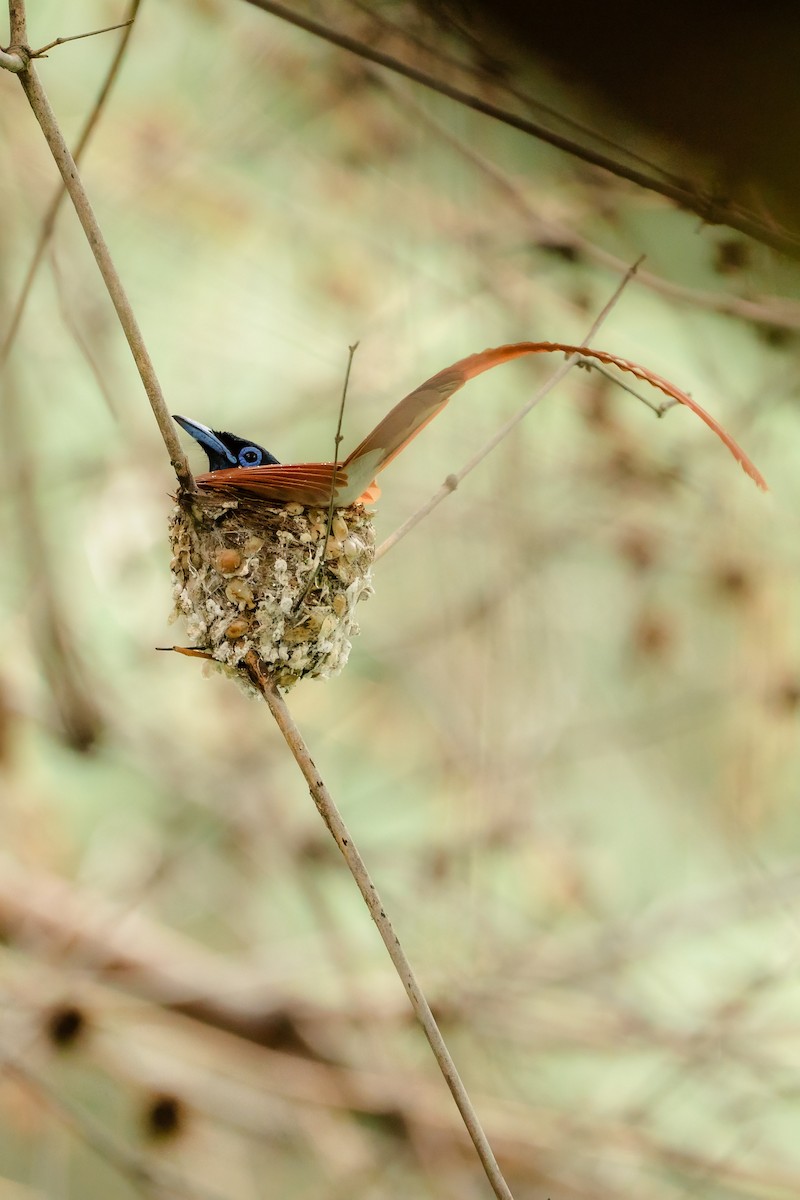 lejskovec rajský - ML644584759