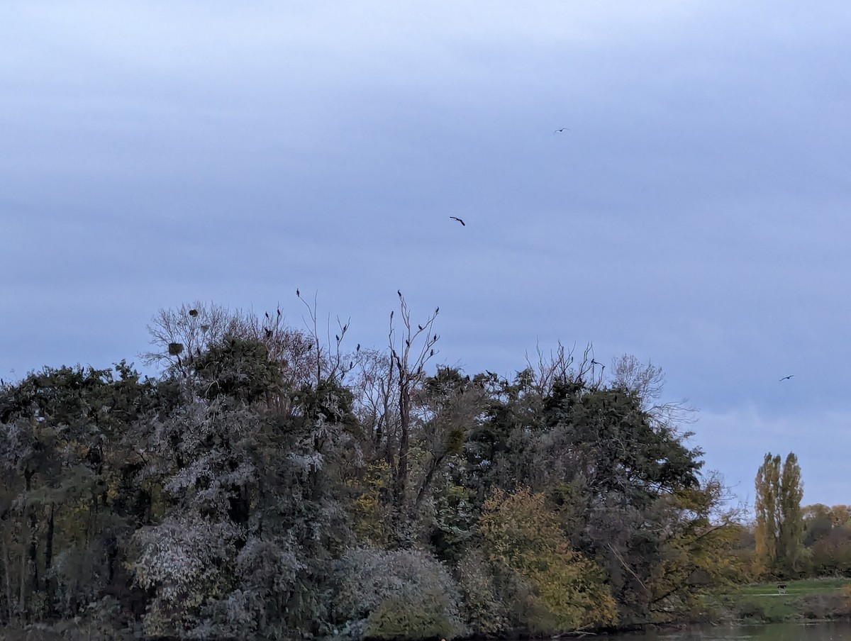 Kormoran - ML644584763