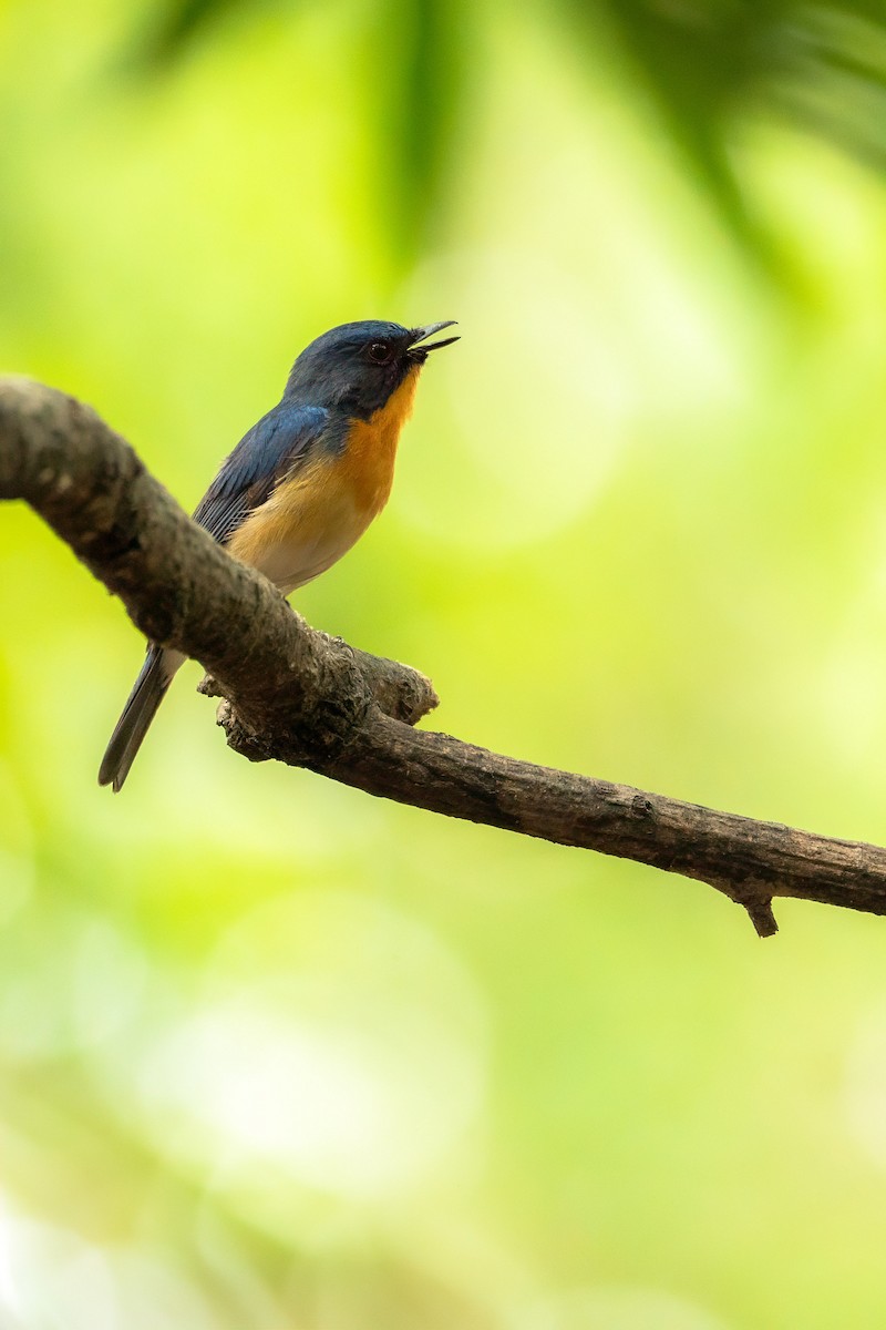 Tickell's Blue Flycatcher - ML644584764