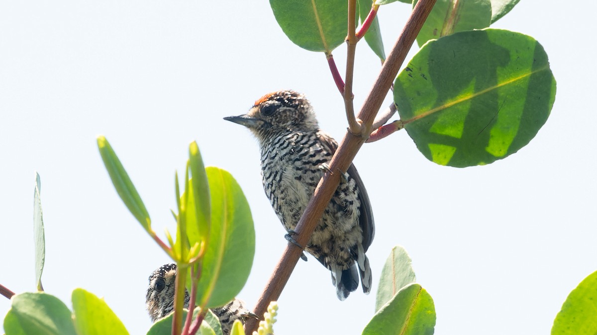 Carpinterito Variable - ML644584768