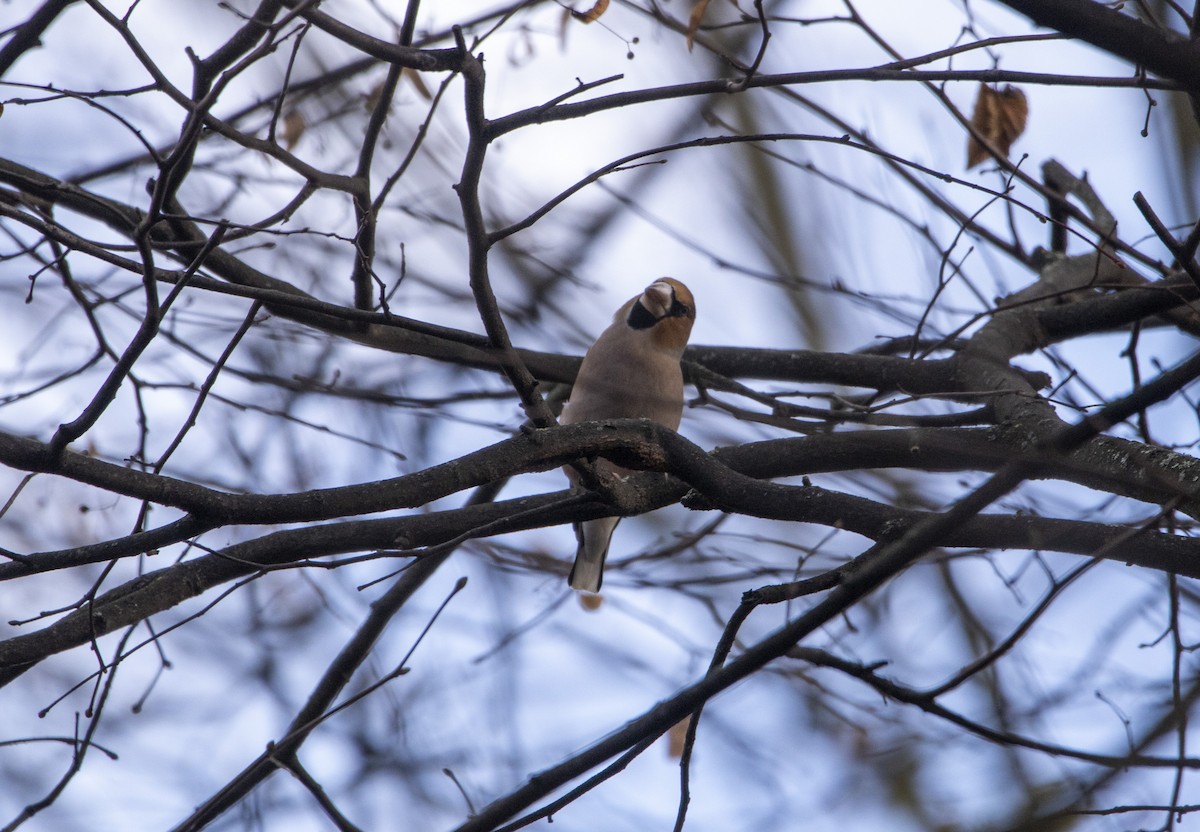 dlask tlustozobý - ML644584769