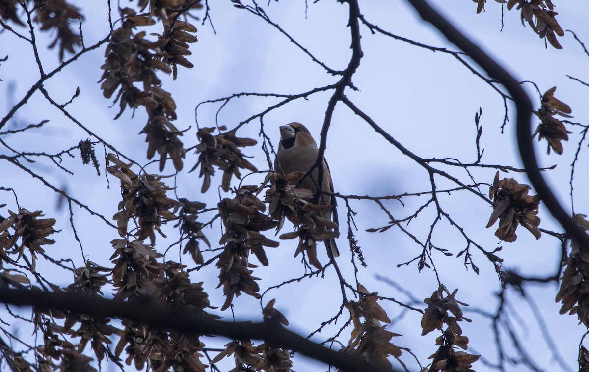 dlask tlustozobý - ML644584770