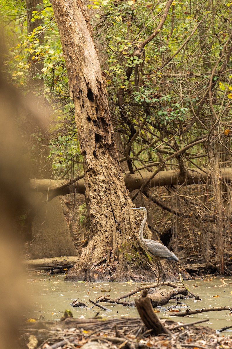 Great Blue Heron - ML644584771