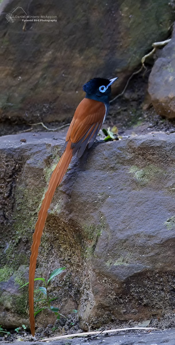 lejskovec africký - ML644584772