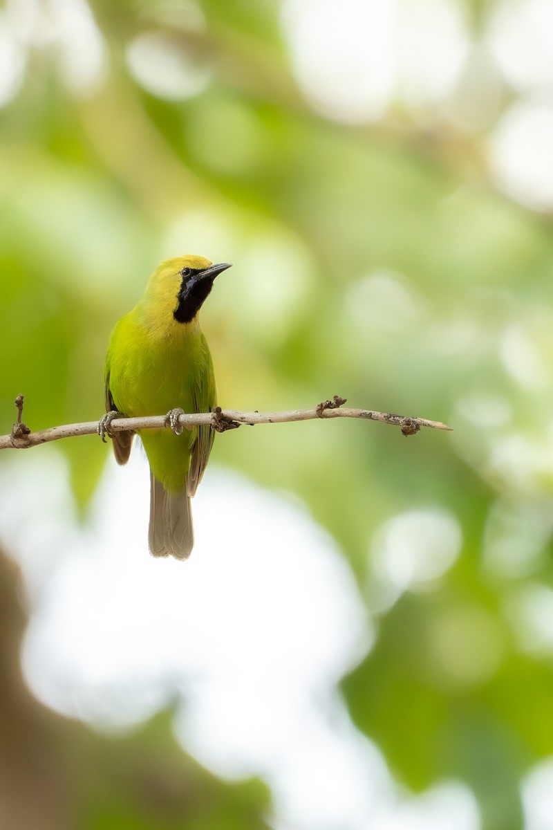 sýkavka indická - ML644584777