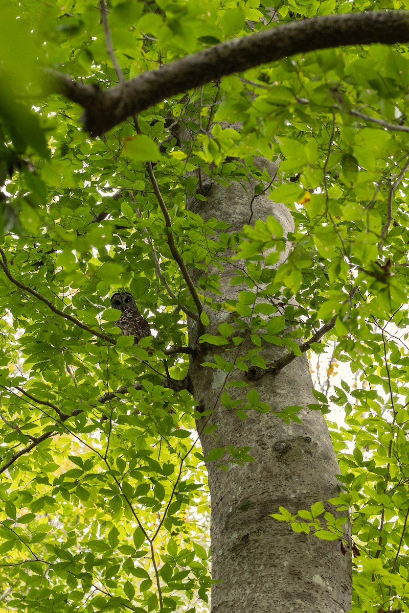 Barred Owl - ML644584778