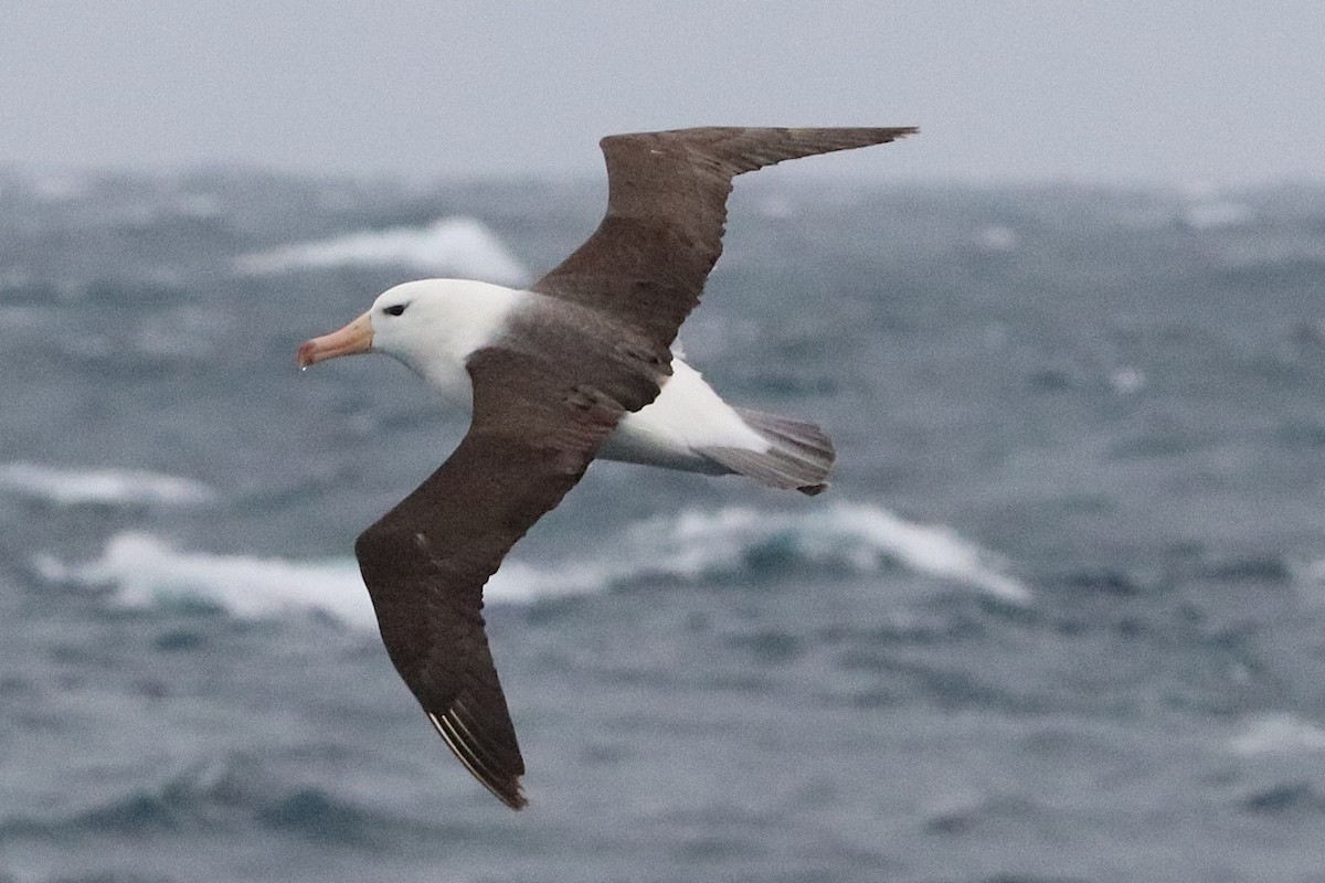 אלבטרוס שחור-גבות - ML644584783