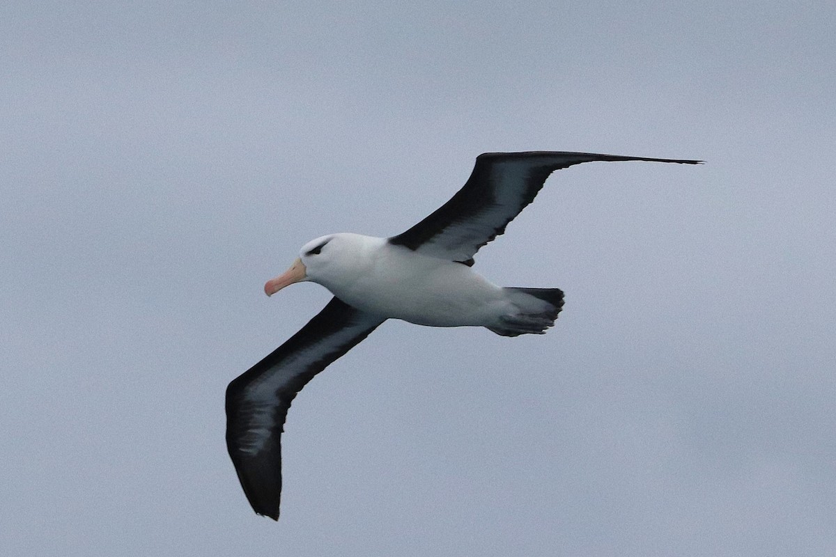 אלבטרוס שחור-גבות - ML644584784