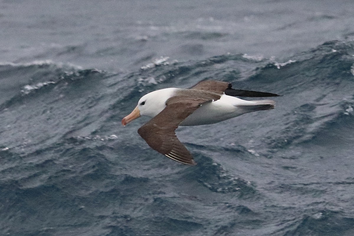 אלבטרוס שחור-גבות - ML644584785